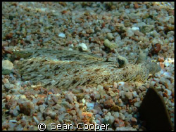 Moses Sole. Taken in Sharm El Sheikh. by Sean Cooper 